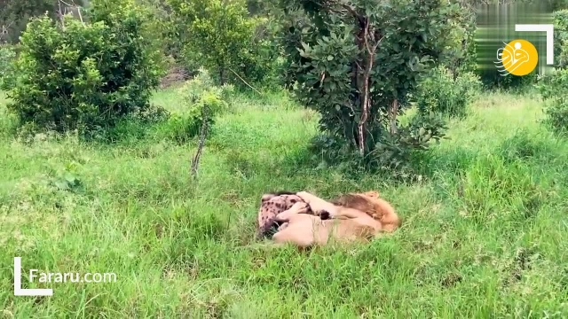 فیلم حیات وحش | فرار کفتار از آرواره‌های قدرتمند شیر نر