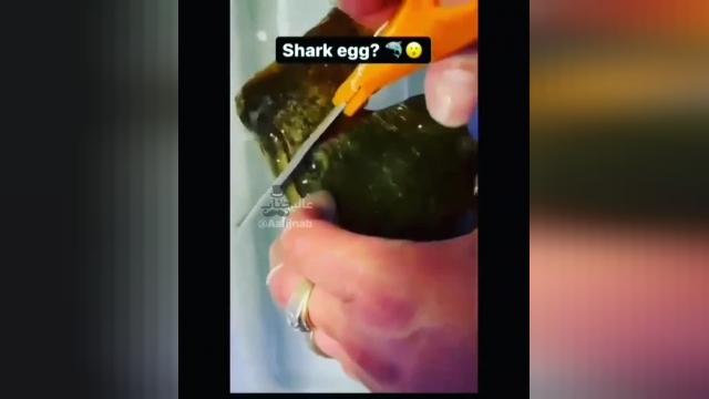 لحظه باز کردن تخم کوسه را در ویدئو زیر ببینید | ویدیو 
