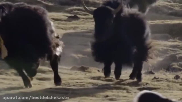 خطرناک ترین نبرد های حیوانات 