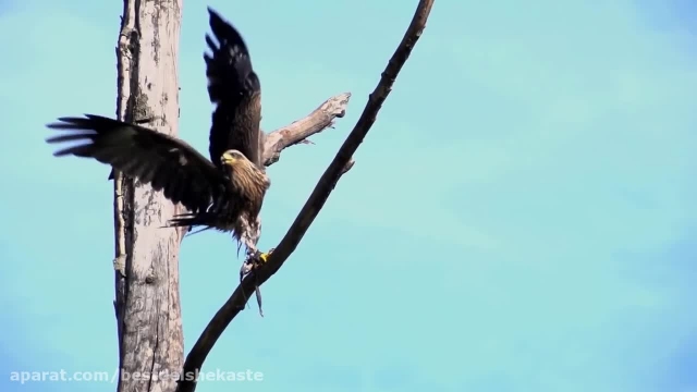 عقاب توله پلنگ را از مادرش می دزدد  