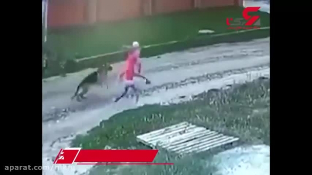 فیلم حمله سگ ولگرد به دو کودک تنها | عواقب حمله به کودک در این ویدیو 