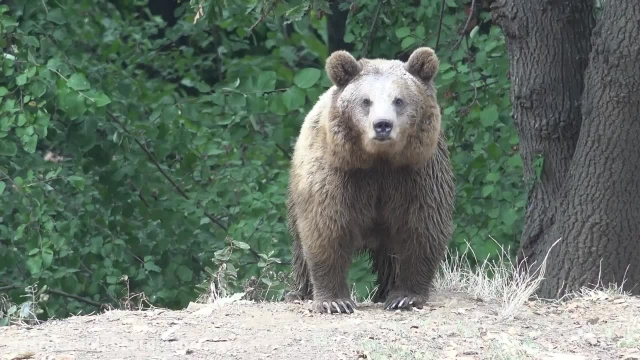 دوربین مستند حیات وحش به روی خرس ها و گوریل ها