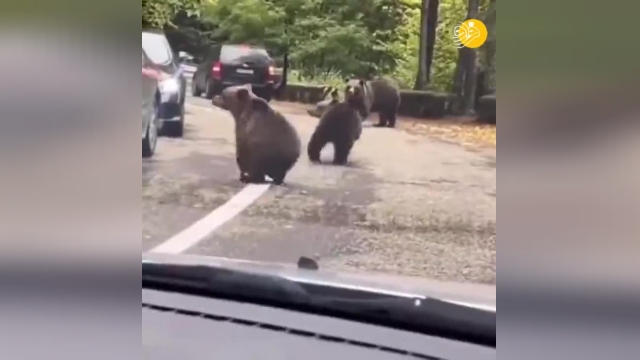 خوش و بش جالب خرس با یک راننده | ویدیو بامزه 