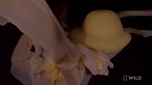 دانلود ویدیو ای از عروس دریایی 10 متری در عمق اقیانوس