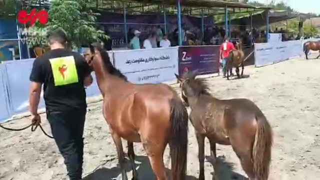 زیباترین اسب ایران در دومین مسابقه «زیبایی اسب کاسپین» | فیلم 