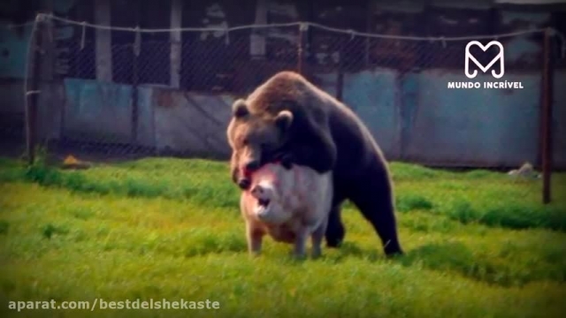 خرس های غول پیکر || خرس 200 کیلوگرم خوک را زنده خورد || مستند حیات وحش 2021