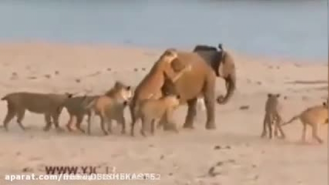 فرار بچه فیل از چنگال گله شیرها