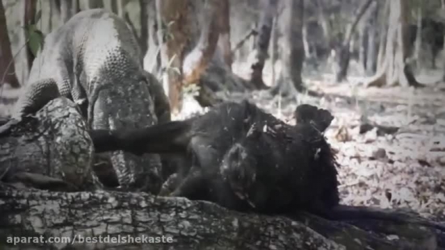 جنگ حیوانات وحشی || اژدهای کومودو یک گراز وحشی را میخورد