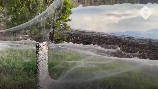 گستردگی تار عنکبوت در ویکتوریا