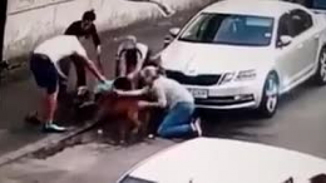 حمله سگ ولگرد به سگ خانگی در خیابان 