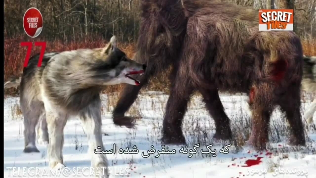 ویدیوی واقعی ترسناک از حمله وحشتناک گرگ نما به سگ کوچک خانگی (شکار دوربین 77)