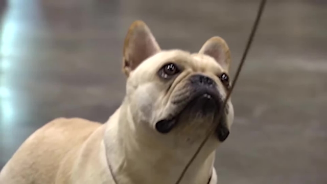خصوصیات سگ فرنچ بولداگ | بولداگ فرانسوی