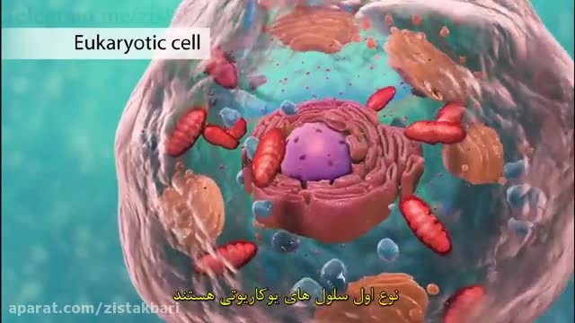 انیمیشن آموزشی: توضیح ساختار سلولی