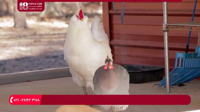 پرورش جوجه مرغ|جوجه محلی|پرورش مرغ (ضد عفونی تخم های نطفه دار)