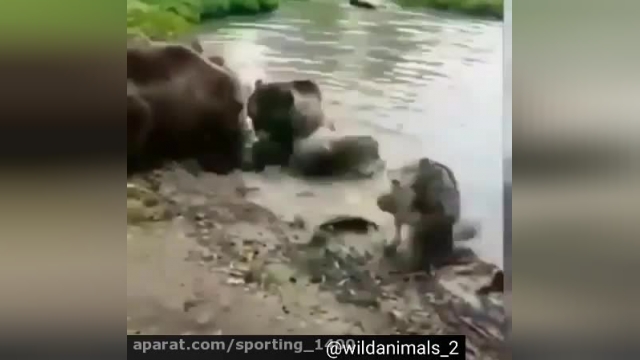 حیات وحش...درگیری شیر با خرس