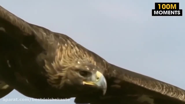 نبرد حیوانات - نبردن عقاب و بچه کروکودیل