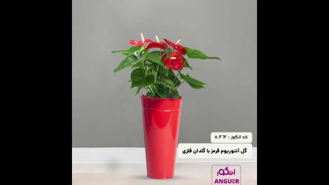 سفارش گل گلدانی آنتوریوم