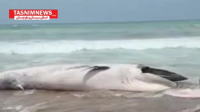 لاشه نهنگ در بندر بریس چابهار توسط مردم محلی کشف شد | فیلم 