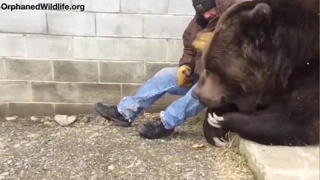 دانلود ویدیو ای از این خرس شکست عشقی خورده و نیاز به دلداری داره