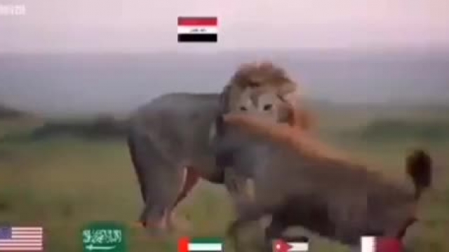 شیر ایران و عراق 