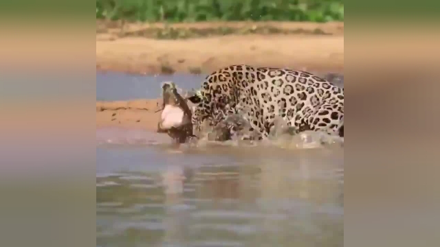 شکار شدن تمساح توسط پلنگ | ویدیو 