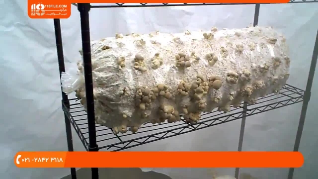 پرورش قارچ دکمه ای|پرورش قارچ|تولید قارچ ( بهترین زمان کشت قارچ در خانه )