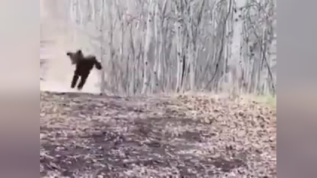 حرکات بانمک خرس کوچولو برای ترساندن فیلمبردار | فیلم 