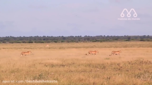 شکار شدن شیر توسط پلنگ وحشی