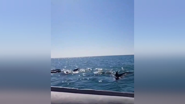 فیلم شنای زیبای دلفین‌ها در جزیره هنگام از نمای نزدیک 