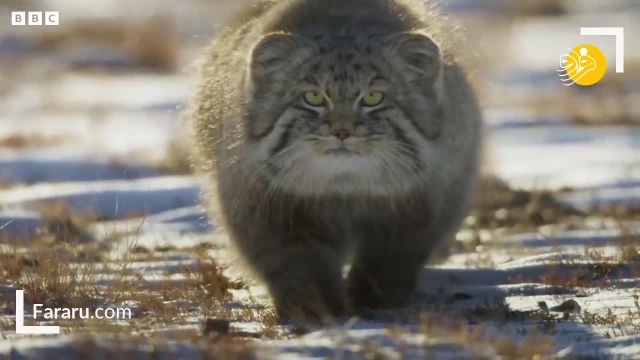 گربه‌های پالاس بداخلاق‌ترین گربه جهان | مستند های حیات وحش بی بی سی