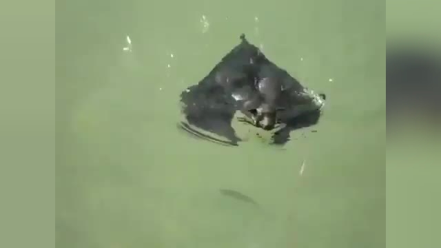 شنا کردن حیرت‌ انگیز یک خفاش | ویدیو 