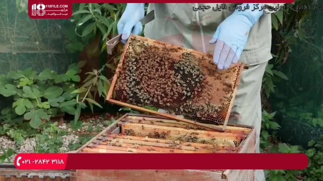 آموزش زنبور داری - ویروس مزمن فلج زنبور
