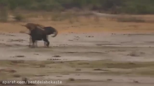 گله فیل بچه خود را از دست شیر نجات میدهد
